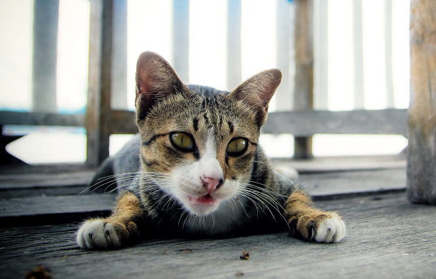 泰国猫