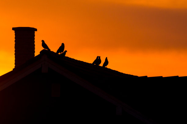 屋顶上的鸽子