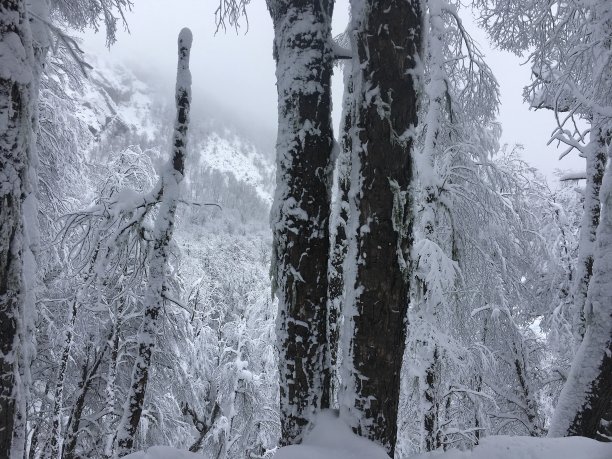 冬季白桦树林白桦树杆雪地