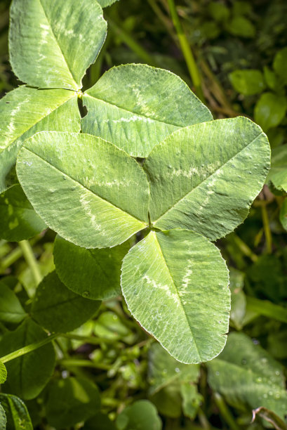 植物花草标识牌图片