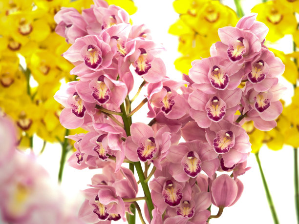 cymbidium