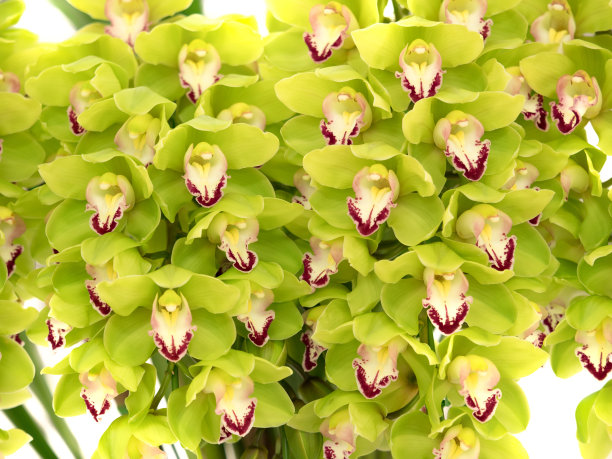 cymbidium