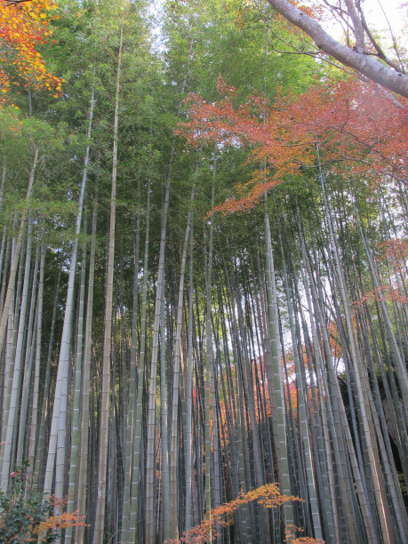 阳光竹林素材