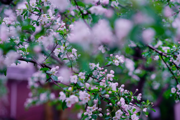 雨后桃花