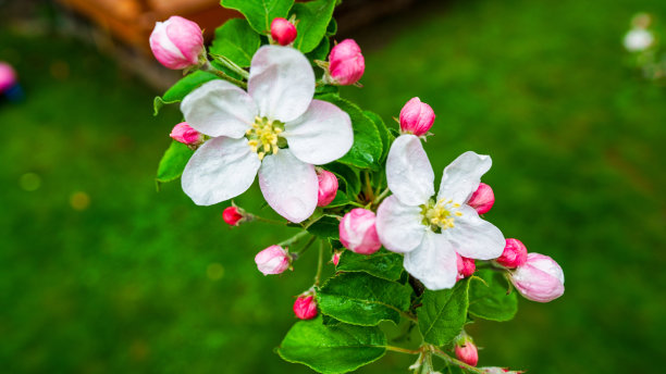 雨后桃花