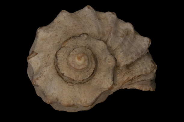 海洋贝类化石