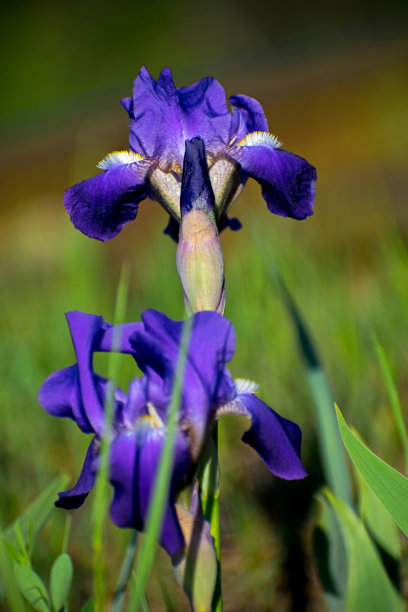 艳丽花朵花纹