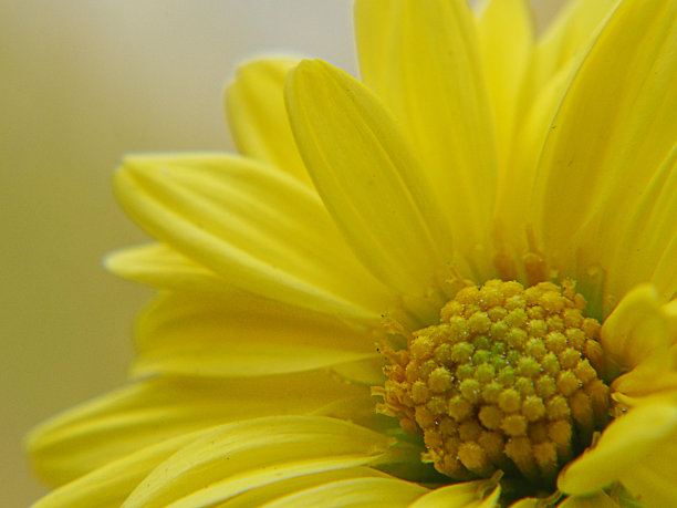 雌蕊和雄蕊花艺