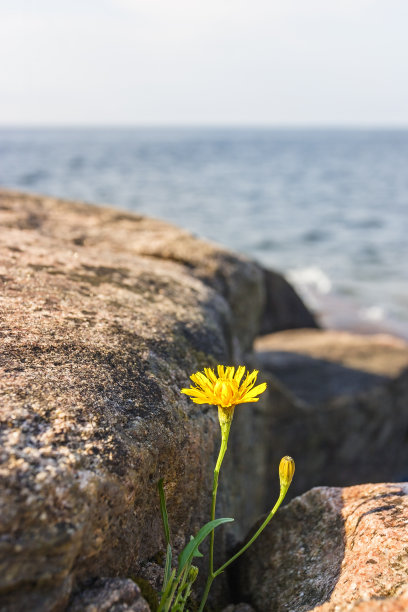 海石花