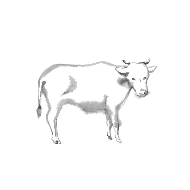 牛插画