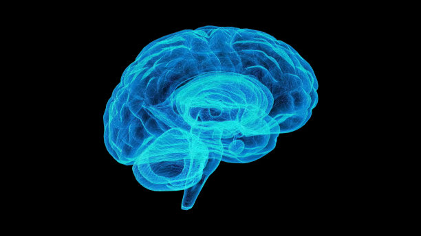 cerebrum