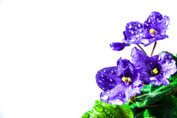 pansy