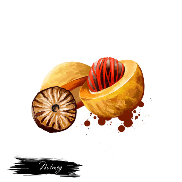 核桃插画