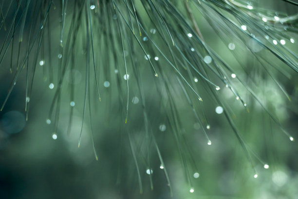 雨与松针