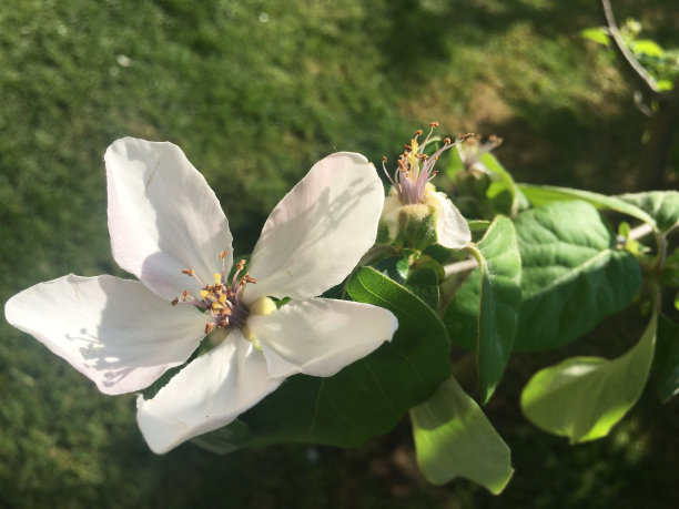 苹果种植