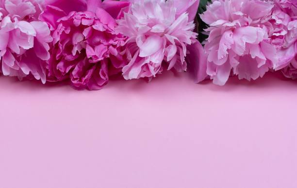 粉色花卉边框