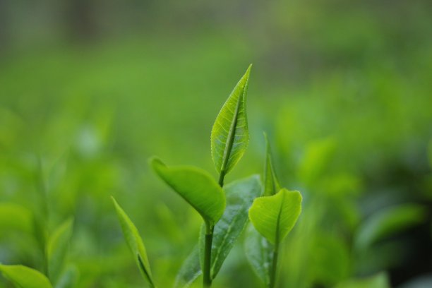 绿茶素材