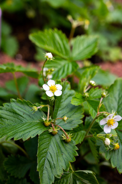 野草莓花