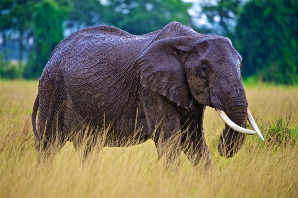 大象与非洲动物