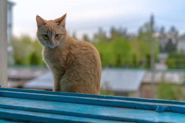 窗户鲜花小猫咪