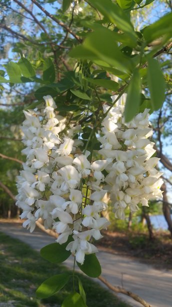 槐花特写