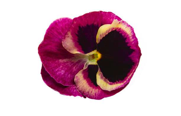 pansy