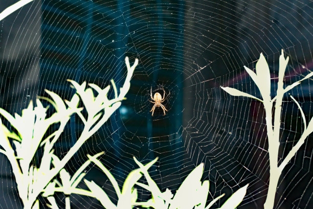 等待捕食中的蜘蛛