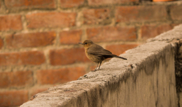 robin-chat