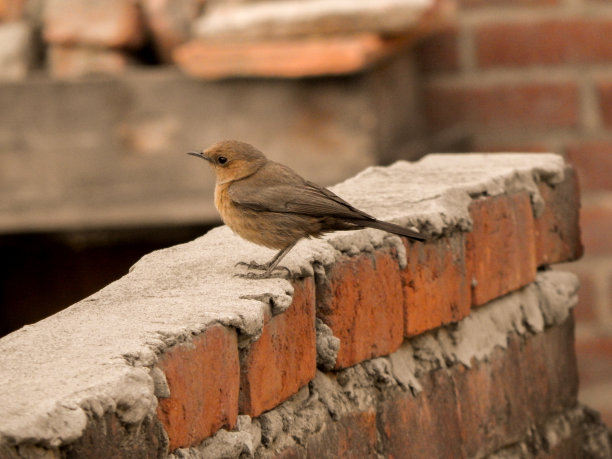 robin-chat