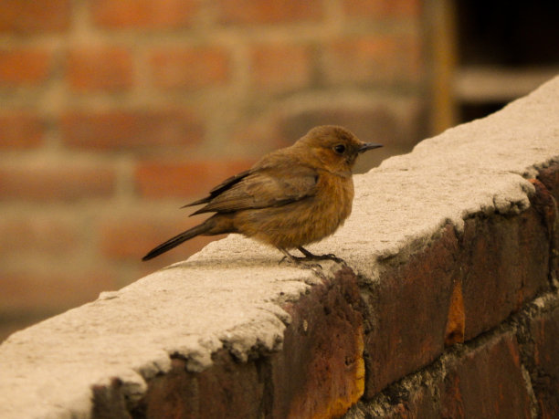 robin-chat