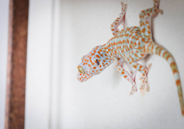 phelsuma