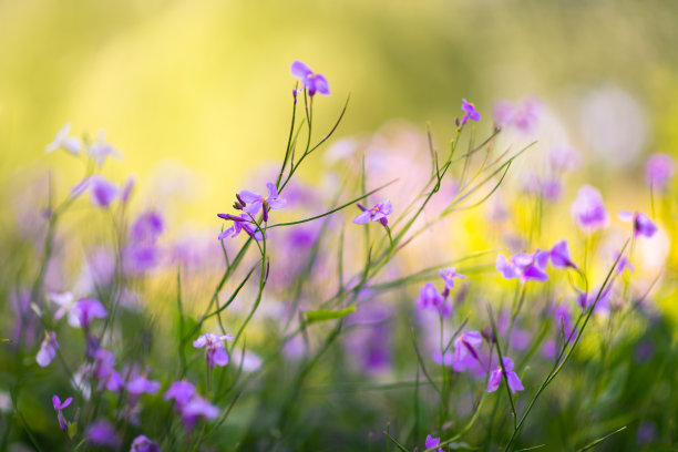 阳光下的紫色小花朵