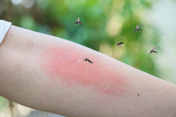 mosquito