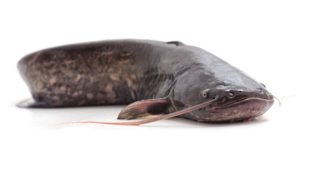 catfish