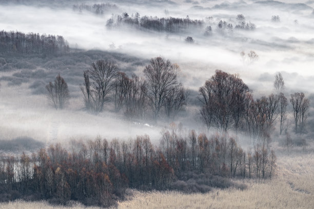 云雾中的树林