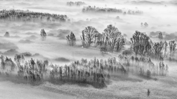 迷雾树林