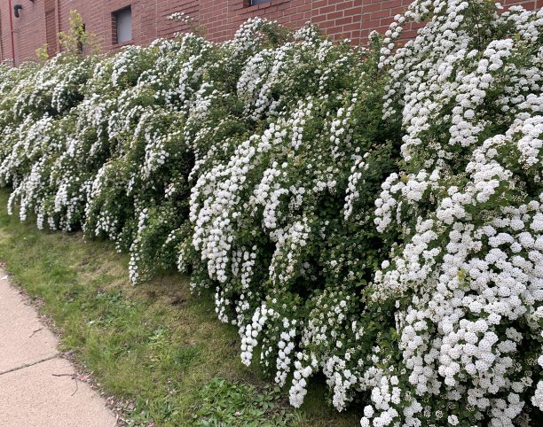 filipendula