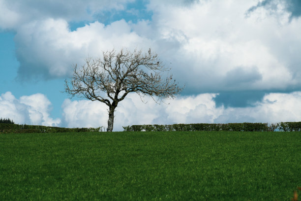 蓝天白云下的一棵树