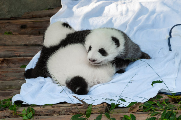 大熊猫出生照