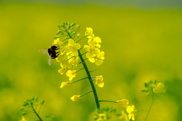 油菜花田里采蜜的蜜蜂