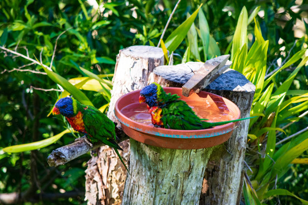 lorikeets
