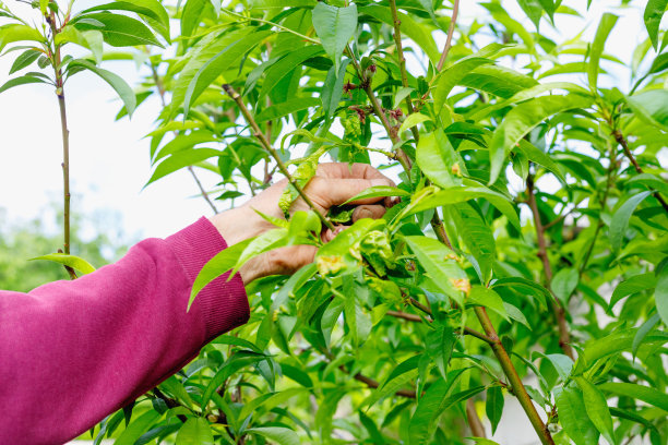 植树劳动的人