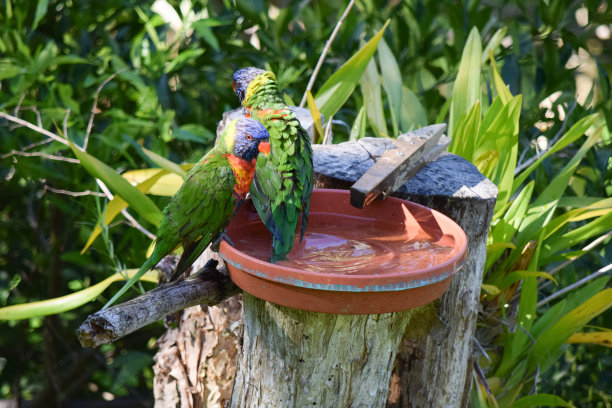 lorikeets