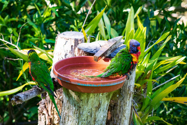 lorikeets