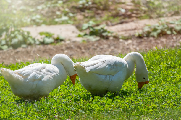 goose