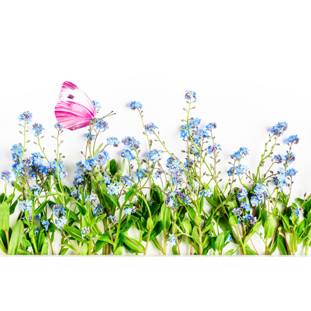 蓝白花卉蝴蝶图案素材