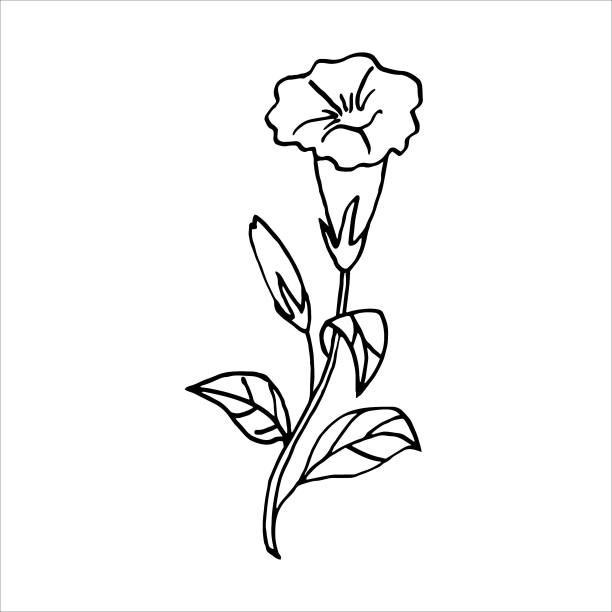 单色植物花朵花纹