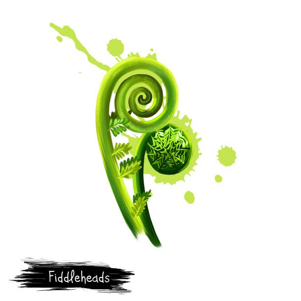 fiddlehead