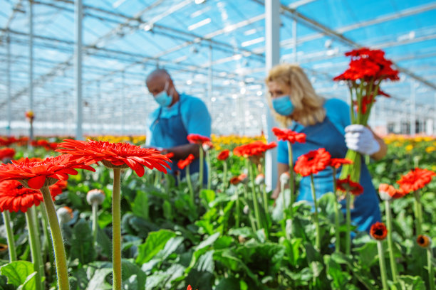 gerbera