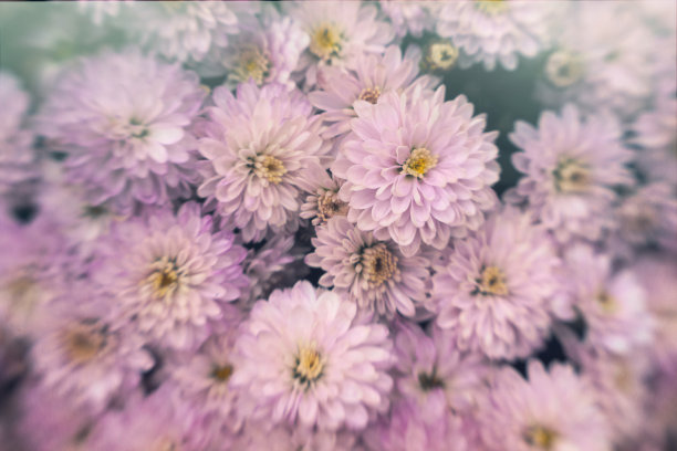 水珠菊花特写